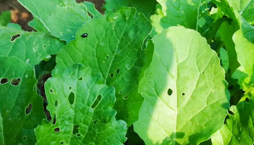 Bietole con foglie bucate, segno che sono sane e si possono mangiare. Un piccolo insetto passeggia su una foglia.