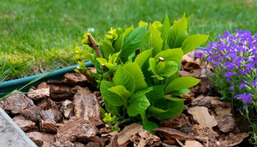 Rindenmulch im Garten: Ideen für ein natürliches Beet mit grüner Hortensie und lila Blümchen.