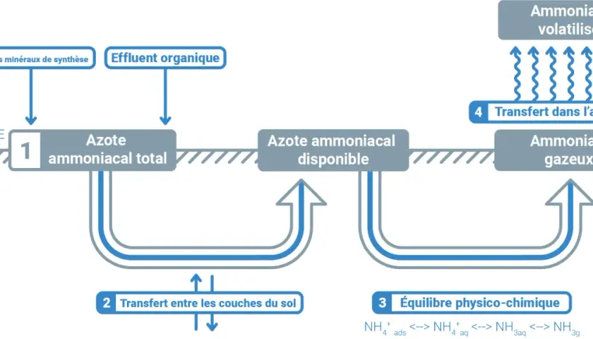 Schéma du cycle de l'azote dans le sol, montrant l'impact des engrais et effluents sur l'azote ammoniacal et son transfert vers l'atmosphère.