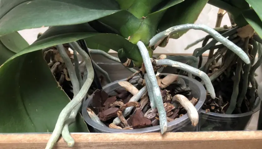 Gros plan sur une orchidée aux racines aériennes, certaines sortant du pot, signe d'une plante en pleine croissance.