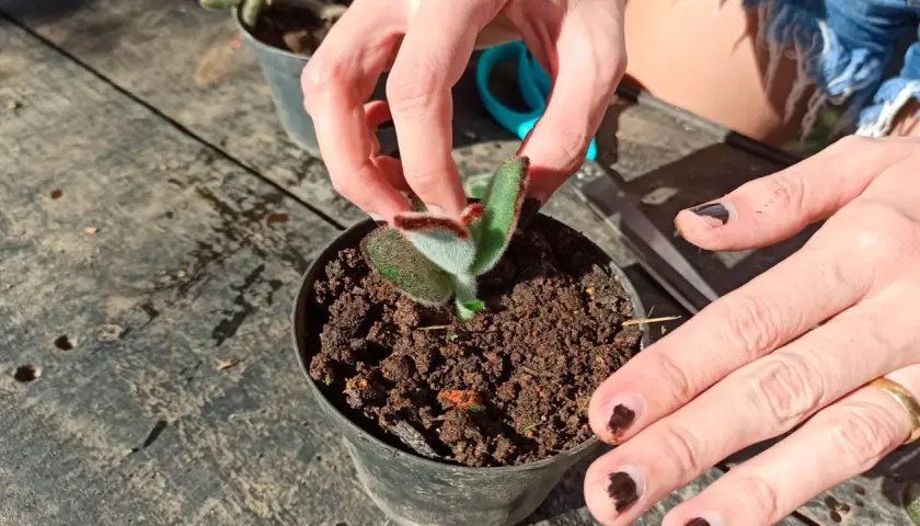 Mains douces ajustant un jeune kalanchoe tomentosa, ses feuilles duveteuses et vertes se révèlent.