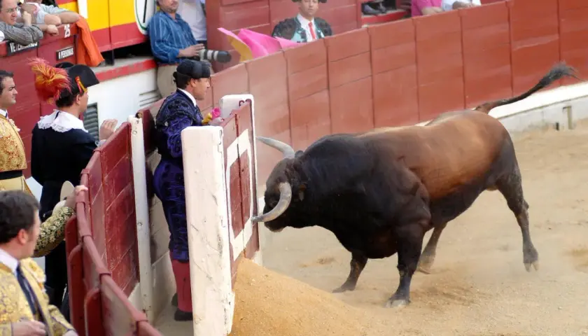 Un toro bravo se acerca a los burladeros de la plaza de toros, donde toreros esperan el momento.