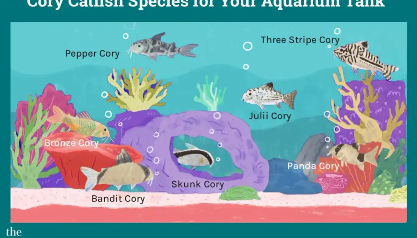 Ilustración de varios tipos de Corydoras en un acuario: Pepper, Bronze, Bandit, Skunk, Julii, Panda y Three Stripe Cory.