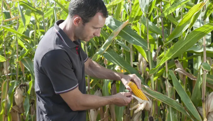 Un agriculteur examine une épi de maïs mûr dans un champ. La récolte semble prometteuse, mais il faut vérifier la qualité.