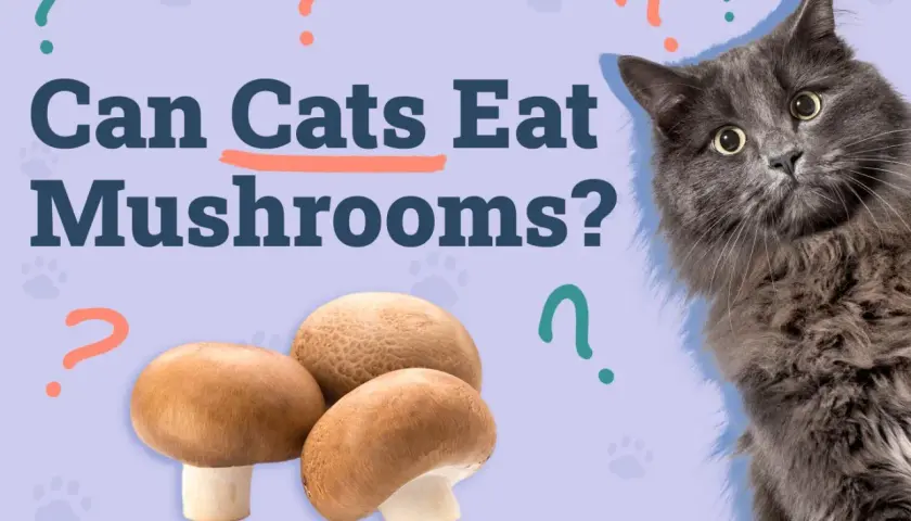 A fluffy gray cat looks curiously at a pile of mushrooms, with the question "Can Cats Eat Mushrooms?" prominently displayed.