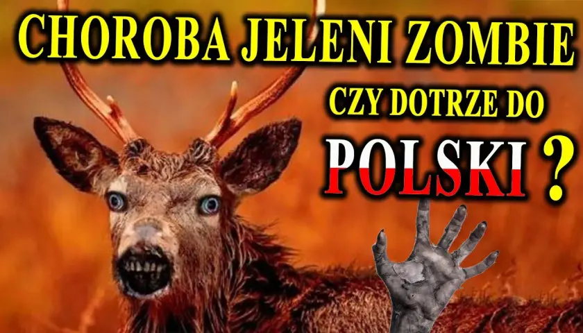 Zombie sarny: Co to jest, jakie są przyczyny i jak radzić sobie z problemem?