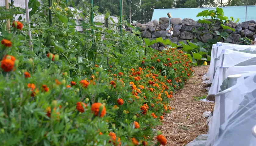 En rad med orange blommor kantas av tomatplantor i en pallkrage. Bredvid syns odlingar under fiberduk.