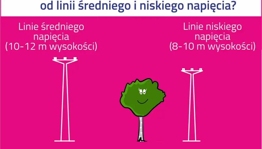 Ilustracja pokazuje, jak zachować bezpieczną odległość od sieci trakcyjnej. Drzewo powinno być posadzone 5 m od linii średniego napięcia i 2 m od linii niskiego napięcia.