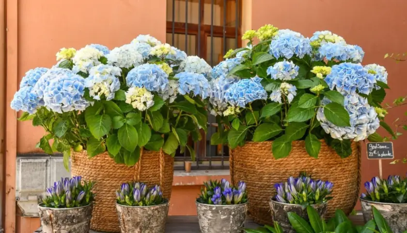 Deux grands paniers tressés débordent de magnifiques hortensias bleus et blancs. Des petites fleurs bleues en boutons ornent les pots en premier plan.