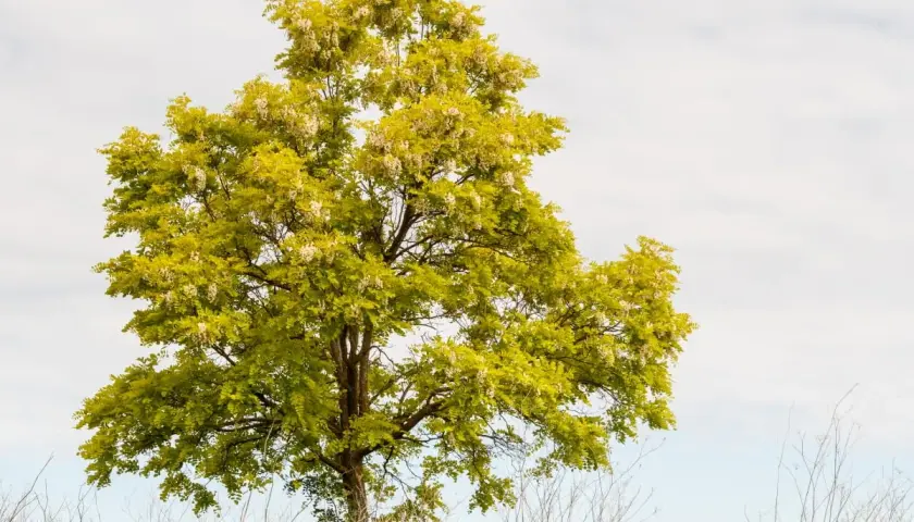 Piękna robinia frisia z żółto-zielonymi liśćmi i białymi kwiatami na tle błękitnego nieba.