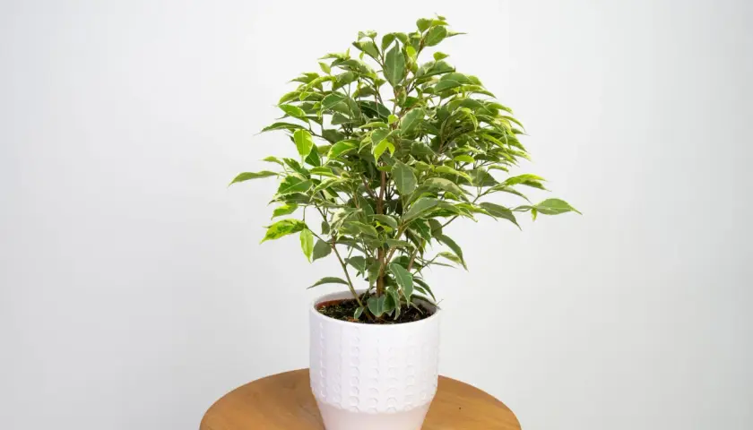 Zielony ficus sweetheart w białej doniczce, z liśćmi ozdobionymi kremowymi obrzeżami, stoi na drewnianym stoliku.