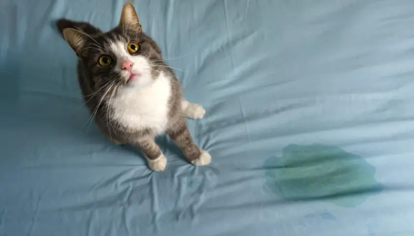 Gato gris y blanco mira con ojos amarillos, sentado junto a una mancha verde en la cama. ¿Por qué mi gato se mea en mi cama?
