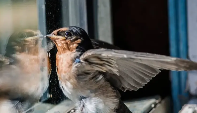 Un pajarito se mira en el cristal, quizás preguntándose qué significa cuando te visita un pajarito.