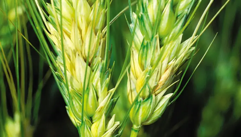 Épis de blé affectés par la fusariose, montrant des zones jaunâtres et brunâtres sur les grains.