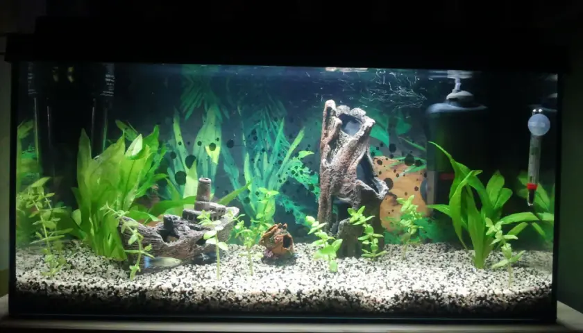 Ett akvarium med grus, växter, en skeppsvrak-prydnad och en fisk. Vattnet är klart, vilket tyder på ett stabilt nitrit akvarium.