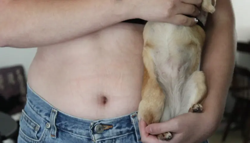 A person holds a small dog, showing the dog's belly. This image makes you wonder, do dogs have belly buttons?