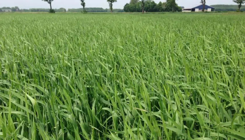 Ein weites Feld mit jungem Sommerweizen, das auf eine erfolgreiche Aussaat hoffen lässt. Bäume und ein Gebäude säumen den Horizont.