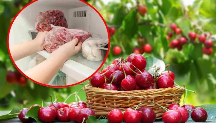 Ręce wkładają do zamrażarki torby z mrożonymi czereśniami. Tak, czereśnie można mrozić, by cieszyć się nimi dłużej.