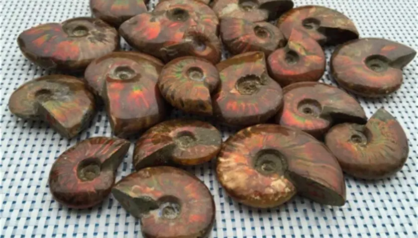 Eine Sammlung schillernder Ammonit Steine, die wie versteinerte Schneckenhäuser aussehen und die Farben des Regenbogens zeigen.