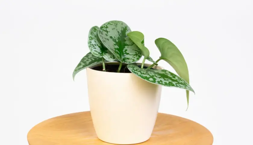 Scindapsus pictus 'Exotica' w kremowej doniczce na drewnianym blacie. Różne scindapsus rodzaje zachwycają liśćmi.