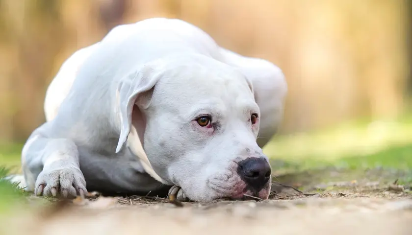Un Dogo Argentino descansa en el césped, mostrando su nobleza y el temperamento tranquilo que lo caracteriza.