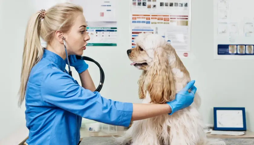 A veterinarian in a blue coat and gloves examines a fluffy dog with a stethoscope, checking for any signs of imtp in dogs.