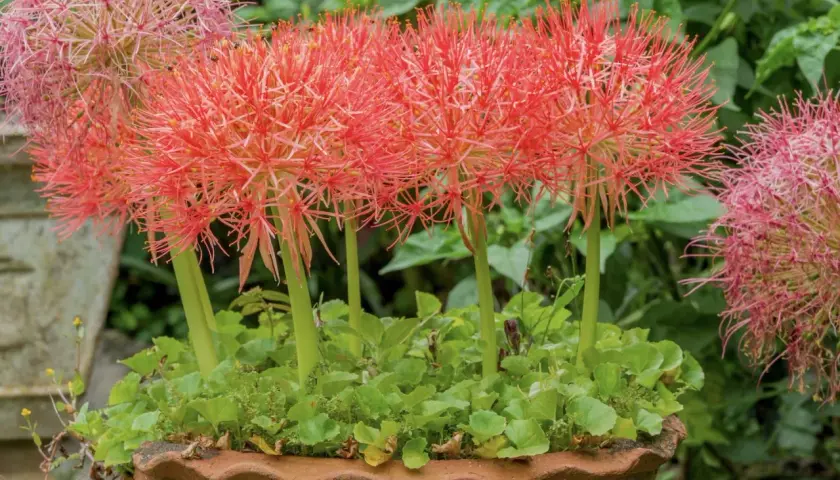 Rote, kugelförmige Blütenstände der blutblume giftig, umgeben von grünem Laub in einem Terrakotta-Topf.