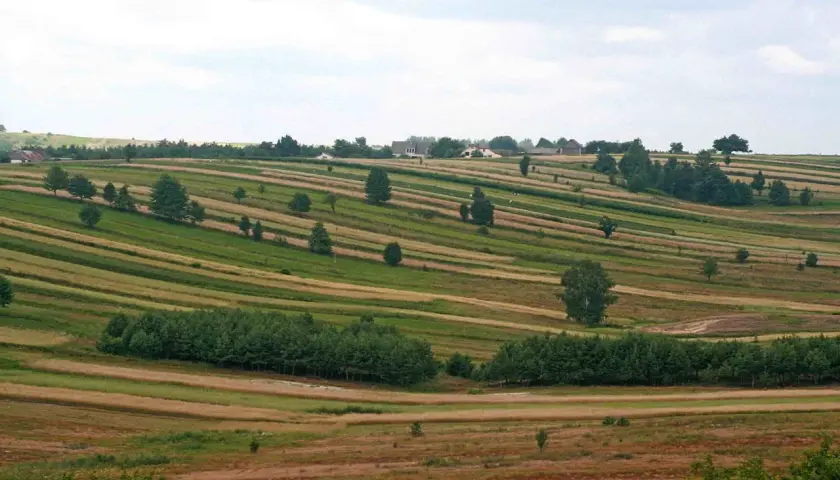 Pola uprawne na wyżynie lubelskiej tworzą barwne pasy, przeplatane drzewami i kępami zieleni.