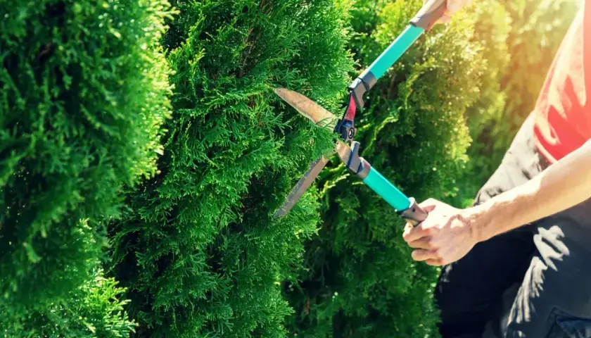 En person klipper en thuja med en häcksax.