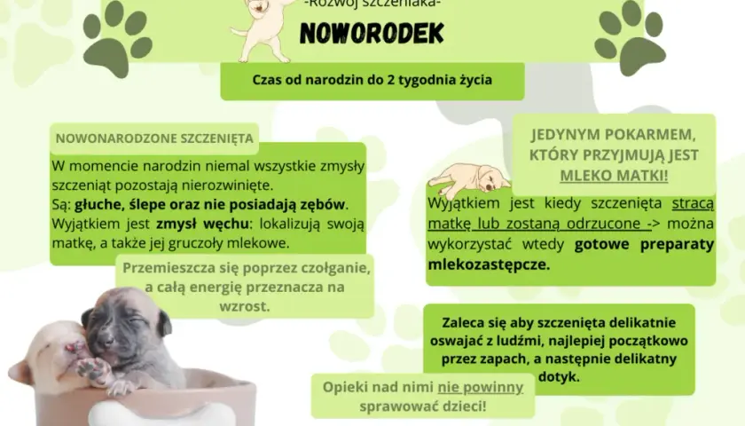 Kiedy oddzielić szczeniaka od matki? Optymalny wiek i skutki pośpiechu