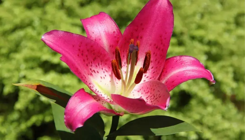 Una vibrante flor de lirio rosa con pétalos salpicados de puntos oscuros, destacando contra un fondo verde borroso.