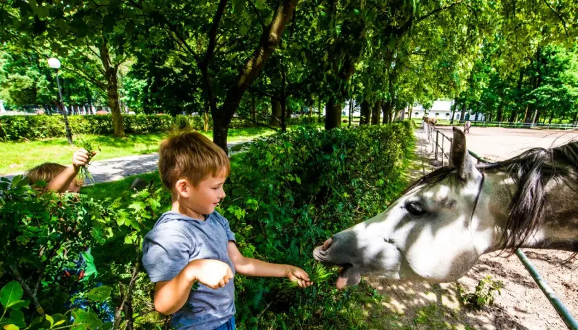 Chłopiec karmi konia trawą. Wspaniałe atrakcje dla dzieci lubelskie, gdzie można obcować ze zwierzętami.