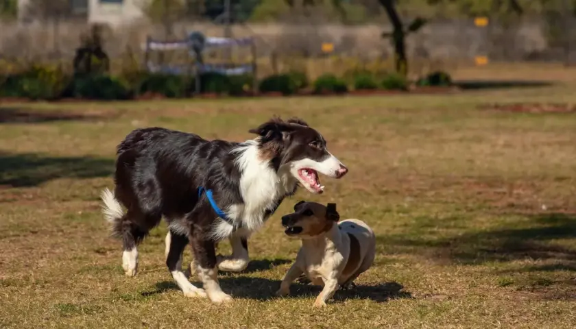 Dos perros jugando en el campo. Aprende como hacer que dos perros se lleven bien con estos consejos.