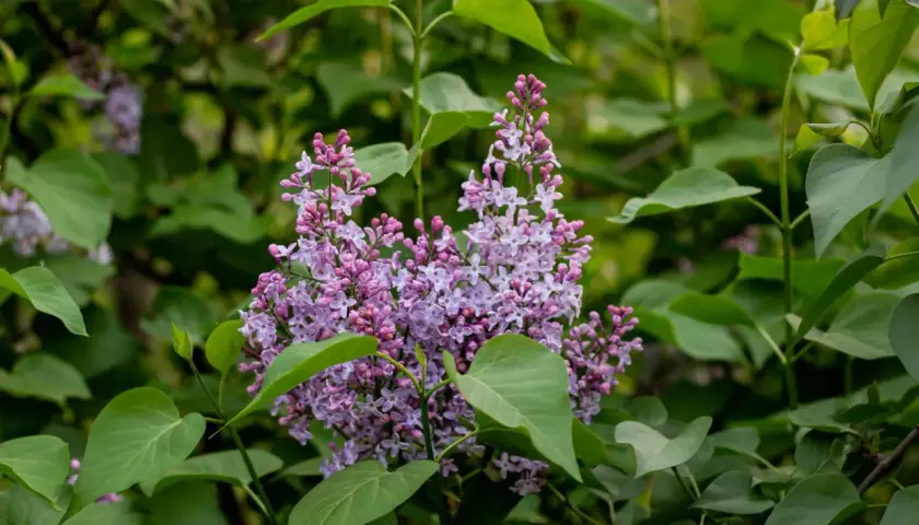Grappes de fleurs de seringat violettes et roses, entourées de feuilles vertes. Idéal pour savoir quand tailler un seringat après la floraison.