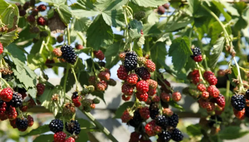 Reife und unreife Brombeeren hängen an einem Strauch. Ein schöner Anblick, der Lust auf Brombeeren pflanzen macht.