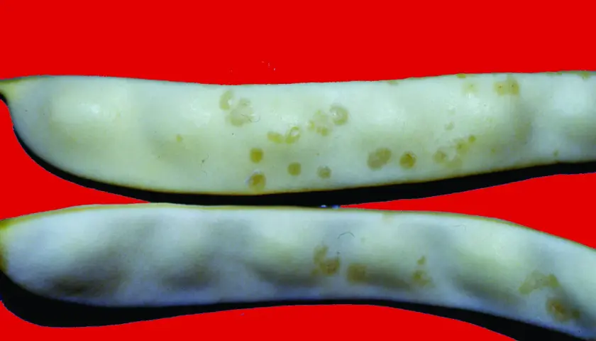 Fagiolini bianchi con macchie giallastre, indicative di malattie del fagiolo. Immagini per diagnosi.