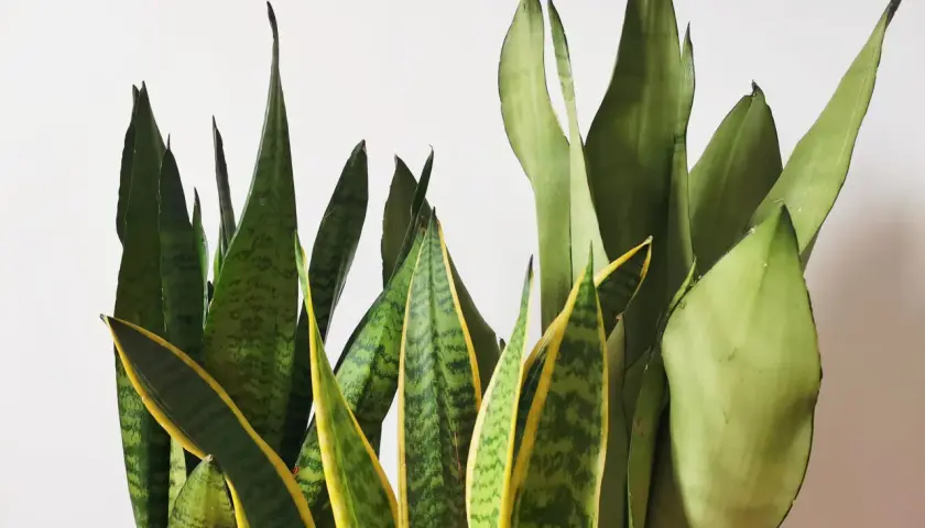 Un gruppo di piante di sanseveria con foglie verdi e gialle che si ergono verso l'alto.
