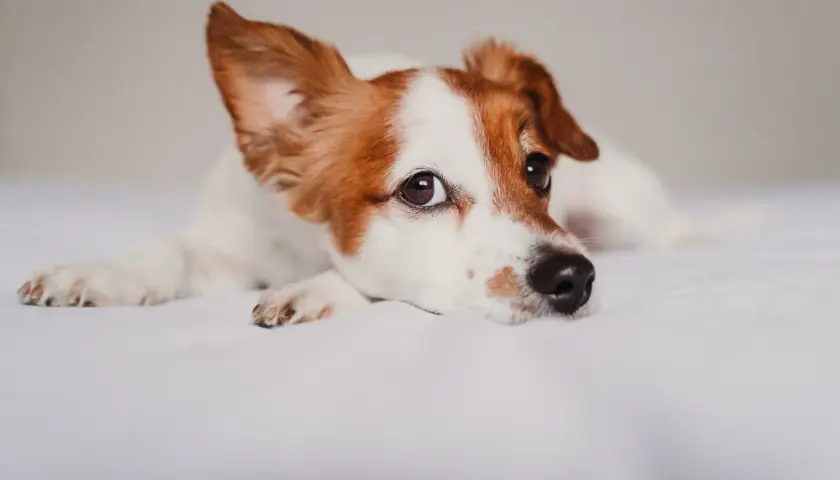Un perro Jack Russell descansa en una cama blanca. Si te preocupa si puedo contagiar a mi perro de covid, la respuesta es que es muy poco probable.