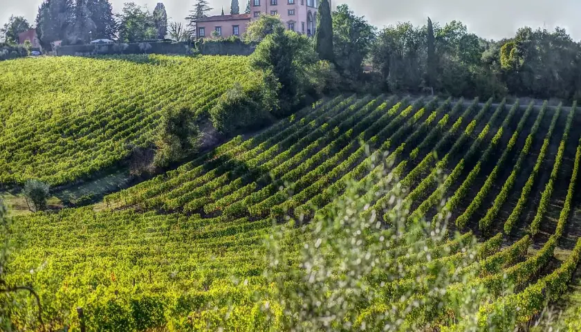 Grüne Weinberge erstrecken sich über Hügel in Bolgheri, Toskana, mit einem rosafarbenen Landhaus im Hintergrund.