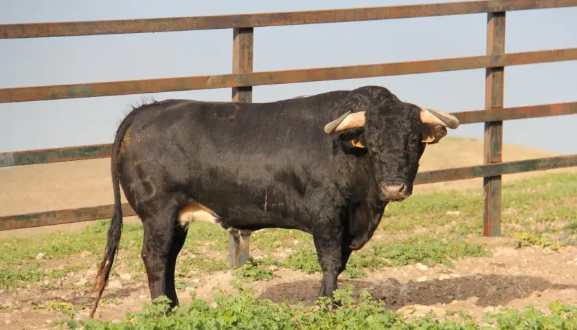 Toro negro con cuernos, símbolo de las ganaderías en Cádiz, pastando en un campo verde.