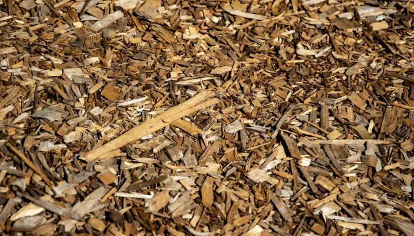 Hackschnitzel im Garten: Nachteile wie Unkrautwuchs und Feuchtigkeitsverlust sind möglich. Die braunen Holzspäne bedecken den Boden.