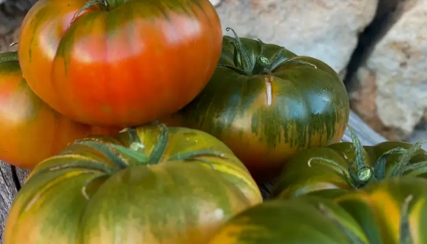 Unos tomates de aspecto delicioso, con tonos verdes y rojizos, listos para ser el mejor tomate del mundo en tu ensalada.