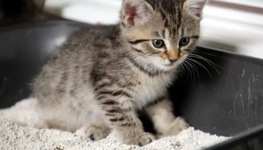 Ein kleines Kätzchen lernt, stubenrein zu werden, und sitzt neugierig in seiner Katzentoilette.