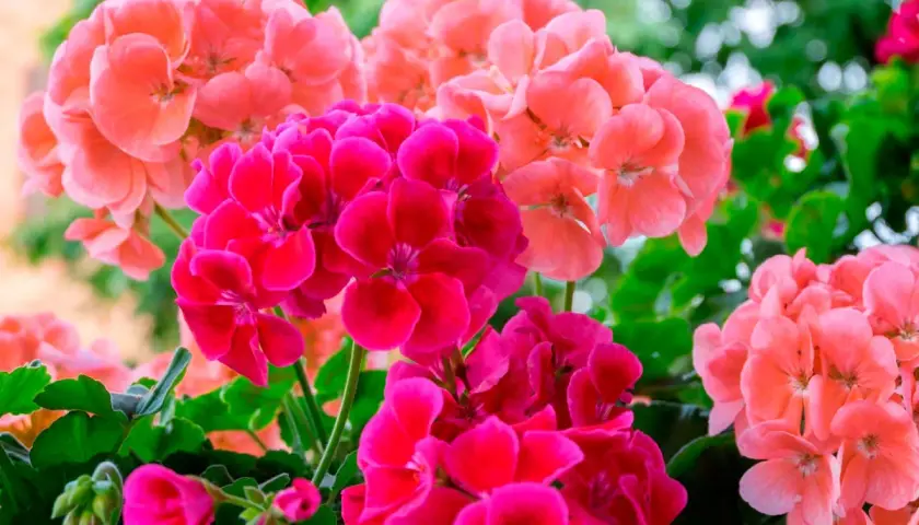 Färgglada blommor av engelsk pelargon i rosa och cerise.