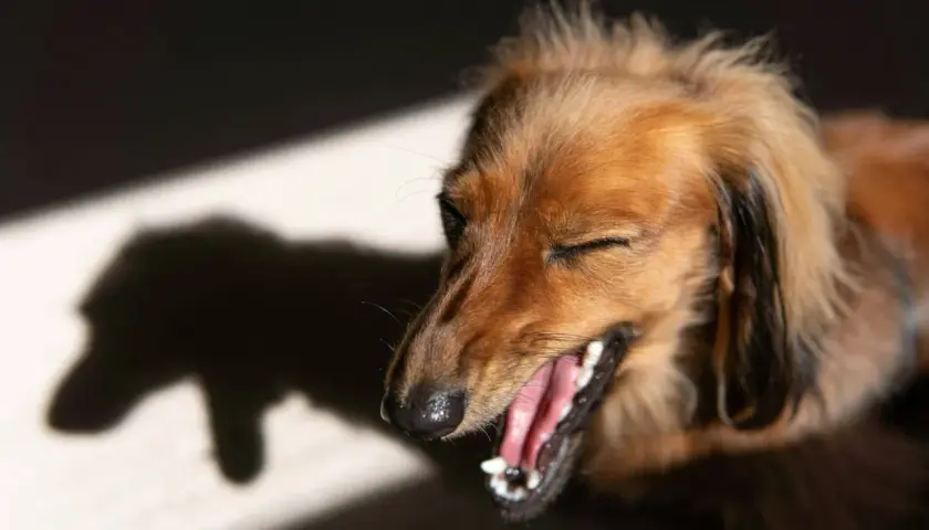 Un perro salchicha marrón bosteza con los ojos cerrados, su sombra proyectada en la pared. Parece que tiene tos de perro.