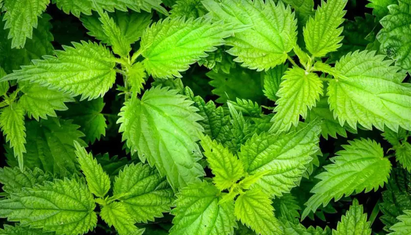 Primo piano di foglie verdi e dentellate di ortica velenosa, una pianta nota per il suo potere urticante.