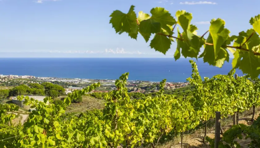 Vignoble catalan baigné de soleil, avec la mer Méditerranée en toile de fond. Des rangées de vignes verdoyantes s'étendent sur la colline.