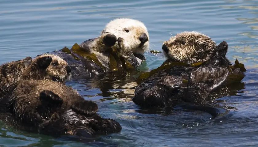 Drei Seeotter treiben auf Seetang. So leben Otter im Meer, oft in Küstennähe.