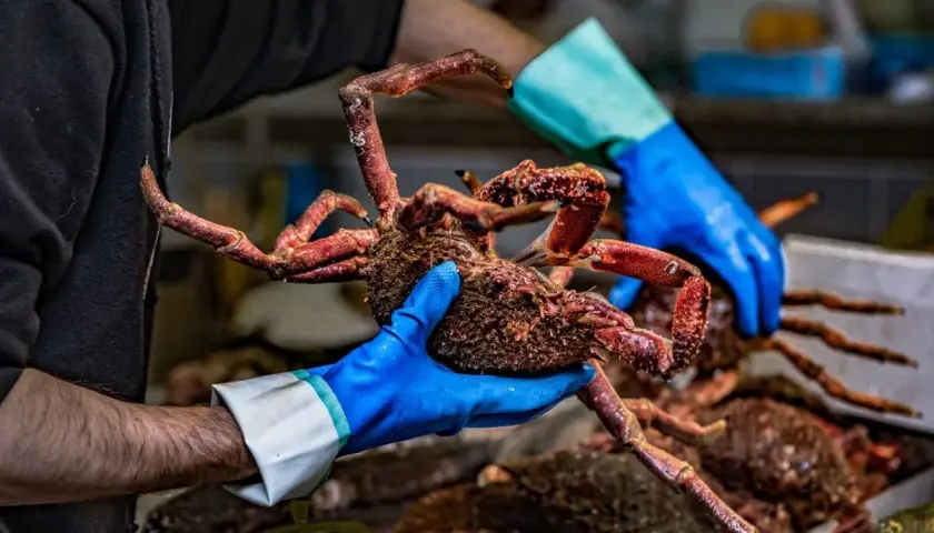 Manos enguantadas muestran un cangrejo de **pescado salvaje** recién capturado, con sus patas rojas extendidas.