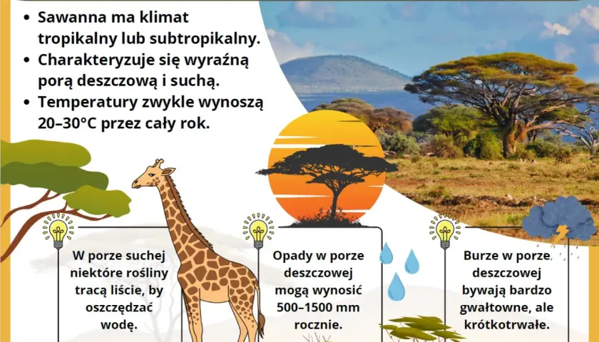 Sawanna z żyrafą i akacjami. Klimat tropikalny, z porą deszczową i suchą. Rośliny tracą liście, by oszczędzać wodę.